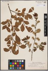 Salix aurita L. x Salix starkeana Willd.